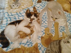 Fabric CAT’S MEOW ALLOVER #1872 Daisy Kingdom Cotton Kittens 44″ x 102″