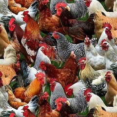 Animal Fabric – Farm Animals Chicken Packed – Elizabeth’s Studio YARD