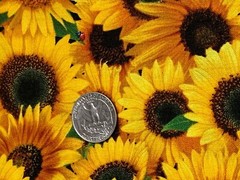 Fabric Flowers Sunflowers Full ELIZABETH STUDIOS Cotton 1/4 Yard 487-YLW