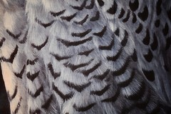 David Textiles Snowy Owl Panel Cotton 35.5×45