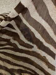 Jo-Ann Fabric 128 x 56 inches piece-56-Wide Brown & Cream Sheer Zebra Print