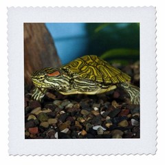 3dRose Ornate Red-Ear Slider Turtle Quilt Square – 6×6 Inch Art Tile
