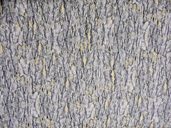Moda FABRICS# 20006″OUTDOORSY” TREE BARK BTY