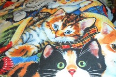 Three Yards of Cat Fabric