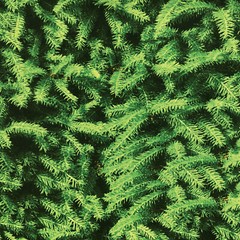 CAMO FIR TOUGH DUCK 600D HUNTING CAMO WATERPROOF OUTDOOR FABRIC 59″ BTY