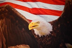 David Textiles DX-4234-3C-1 Eagle and Constitution Panel Cotton 36″ x 45″