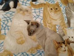 Fabric CAT’S MEOW ALLOVER #1872 Daisy Kingdom Cotton Kittens 44″ x 102″