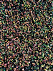 Stephanie MULTI COLORED Overlap Sequins on BLACK Stretch Velvet Fabric by the Y