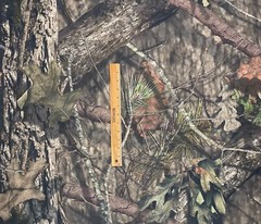 MOSSY OAK BREAK UP COUNTRY 1200D COATED CORDURA DWR FABRIC BY 1/2(0.5) YARD 60″W