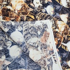 Sewing Quilt Craft Fabric Tabby Cats Sew Curious Anne Mortimer Print 2 yds