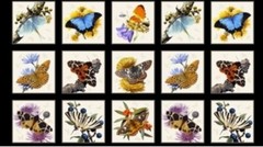 Elizabeth Studios – Butterflies And Moths Quilting and Crafting Fabric Panel
