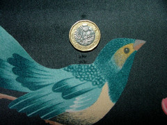 Velvet Fabric Curtain Upholstery Wagtail Bird Floral Slate Cushion 15 Metres