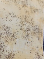 2 Yards Yellow Ombre Brown Tan 100% Cotton Quilting Blender Mixer Fabric
