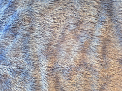MULTI BLUE EYELASH STRIPES SEMISHEER POLYESTER BLEND FABRIC 19X60″ + 28X40″ REM