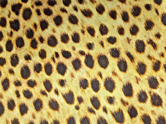 Animal Kingdom Fabric Cheetah Robert Kaufman 28″ x 44″ wide