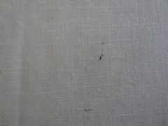 3998. NATURAL Seamed COTTON MUSLIN QUILT BACKING Fabric – 81″ x 81″
