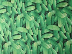 Pickles Cucumbers Dill Gershin Realistic Pickle Snacks Food Cotton Fabric BTHY