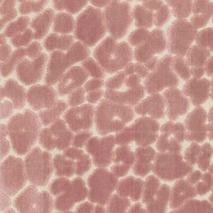 Chava Blush Regal Fabric