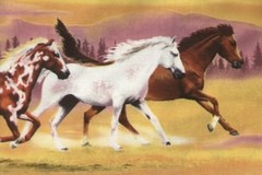 Running Herd – Wild Horses Quilt Fabric – 5/8 Yard Piece