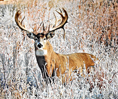 RILEY BLAKE FABRICS KINGS CAMO “LARGE MULE DEER PANEL 36″X44” SOLD BY THE PANEL