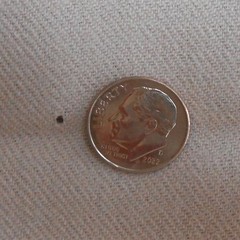 Blush Colored Brushed Twill, Several Very Tiny Holes, Please See Pictures