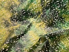 CASSARO PO2194/02 Pomona Velvet Emerald Viscose Poly Velvet Fabric Italy BTY