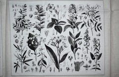 Andover Fabrics Cotton Fabric Panel Floral Botanical Quilt Blocks HTF OOP