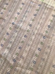Vintage 70s Sheer Floral Flocked Swiss Dot Curtain Panels Fabric Woolworth As-Is