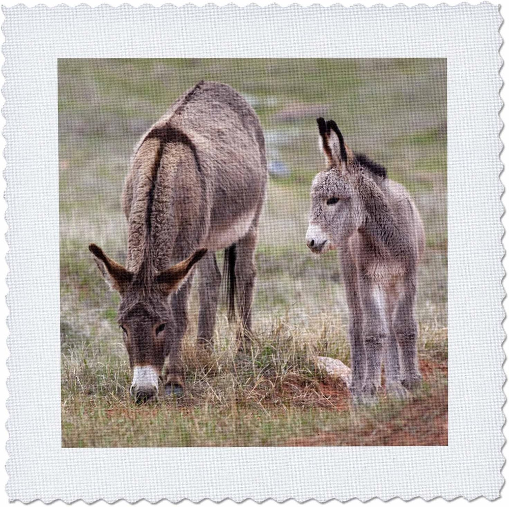 South Dakota, Custer SP, Wild Burros, Donkeys – Us32 Jwi0526 – Jamie & Judy Wild