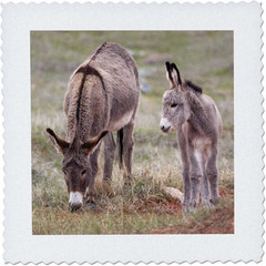 South Dakota, Custer SP, Wild Burros, Donkeys – Us32 Jwi0526 – Jamie & Judy Wild