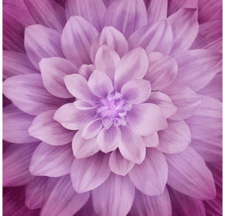 Dream Big – Magenta – Floral – Hoffman Fabrics – P4389-72