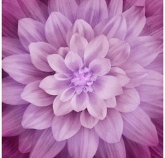 Dream Big – Magenta – Floral – Hoffman Fabrics – P4389-72