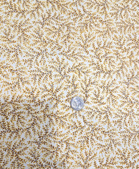 Robert Kaufman DAINTIES Small Yellow Leaf Cotton Quilt Fabric 2yds x44″W