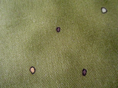 2-7/8 YDS “ALMOND POPPY” OLIVE BACKGROUND W TINY CIRCLES 100% COTTON RJR OOP