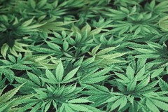 Cannabis Hemp Fabric Fat Quarter FQ {100% COTTON} Marijuana Pot Weed 420 Grass