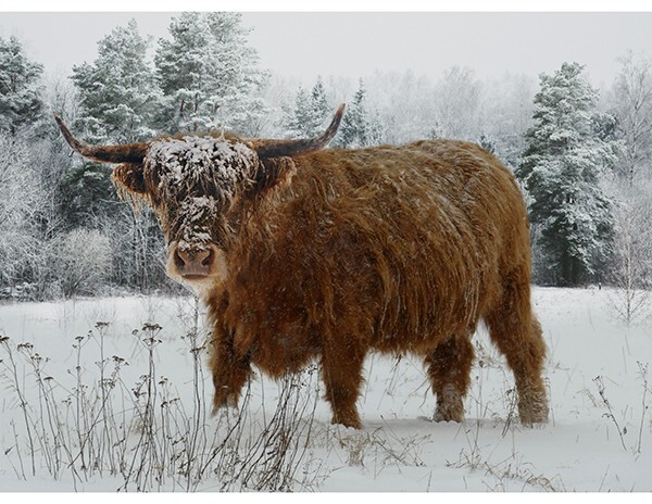 Call Of The Wild By Hoffman Fabrics – Caramel Highland Cow Panel #X5567-606