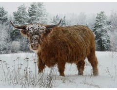 Call Of The Wild By Hoffman Fabrics – Caramel Highland Cow Panel #X5567-606