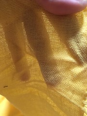 Yellow Semi-Sheer Lawn Cotton Fabric. Width 56″. Sold by piece-6 yard (SP5)