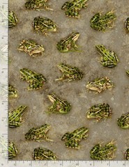 Realistic Frogs on Grey cotton Quilt fabric BTY Timeless Treasures C1177