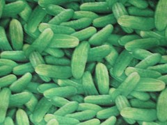 Realistic Pickles Cucumbers Dill Gershin Pickle Snacks Food Cotton Fabric FQ