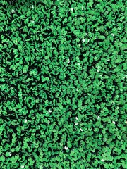 Stephanie GREEN Overlap Sequins on HUNTER GREEN Stretch Velvet Fabric by the Ya