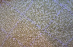 Silent Cinema Westminster Fibers Cotton Twill Fabric in Lime Green and White 2.6