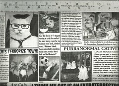 Timeless Treasures ~ Kitty Courier Cat Newspaper ~ 100% Cotton Quilt Fabric BTY