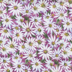 Fresh as a Daisy Packed Daisy Magenta by Create Joy Project for Moda 1/2 Yard
