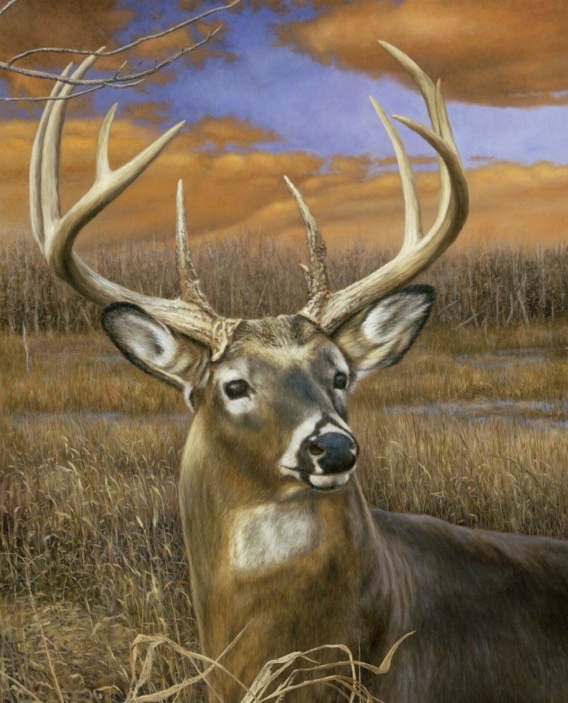 Fall Splendor ~ Buck, Deer, Forest, David Textiles Quilt Fabric Panel