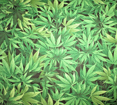 Marijuana Pot Cannabis cotton quilting fabric bhy x 44″ medicinal herb TT