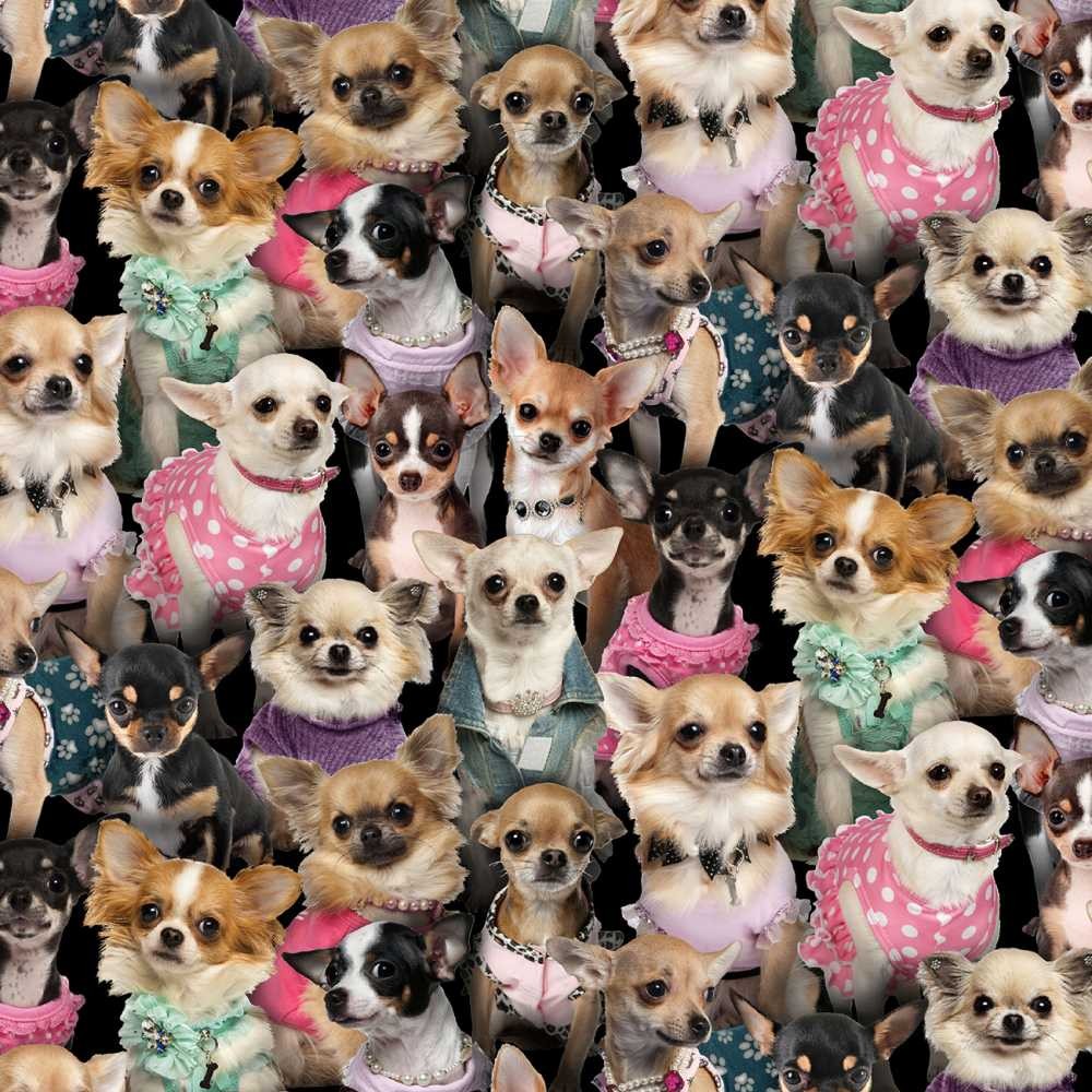 Animal Fabric | Best Friend Chihuahua Costume Packed | Elizabeth’s Studio YARD
