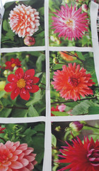 Fabric Panel Red Rooster “Just Dahlias” 6 Different Dahlias 14″ x 9″ each $6.95