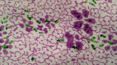Fabric Joann Dark Purple Floral w/Small Purple Flowers as Backdrop 42″x36″ $4.49