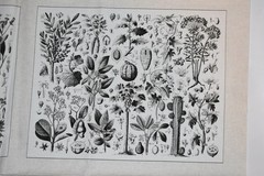 Andover Fabrics Cotton Fabric Panel Floral Botanical Quilt Blocks HTF OOP